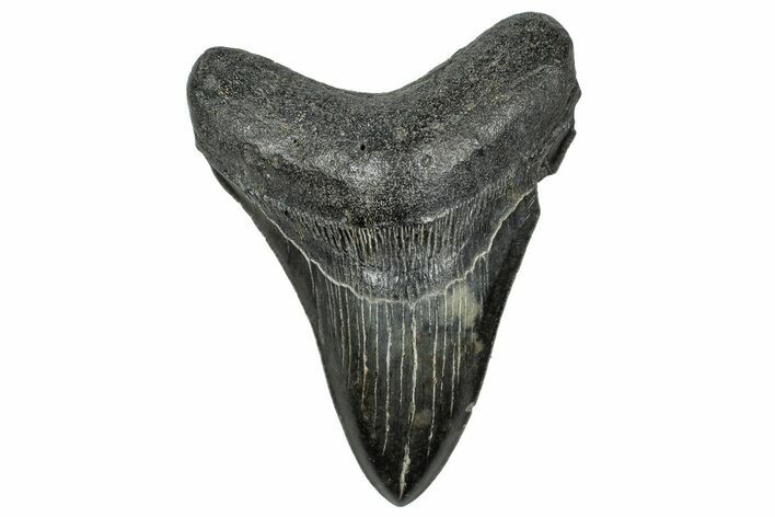 Fossil Megalodon Tooth - South Carolina #327555